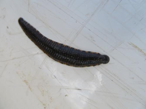 Leech